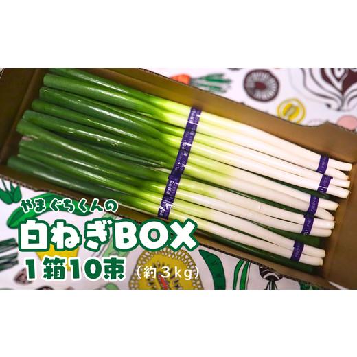 ふるさと納税 野菜類 薬味 鳥取県 智頭町 やまぐちくんの白ねぎBOX (AF1-3)