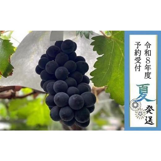 ふるさと納税 ぶどう 大阪府 貝塚市 2026年 先行予約8月中旬発送 貝塚市産 特選ブラックビート1房入り 700g以上