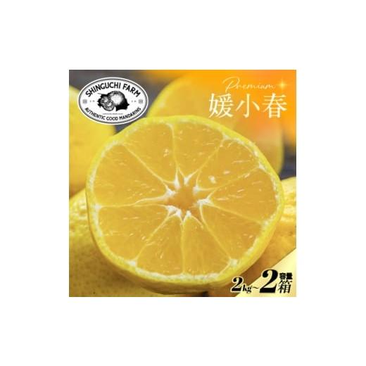 ふるさと納税 みかん・柑橘類 愛媛県 八幡浜市 数量限定 老舗農家が見極めたプレミアム 媛小春2kg×2箱 愛媛県新品種 F70-117 1683928
