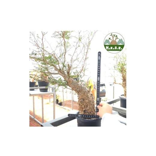 ふるさと納税 雑貨・日用品 苗木 千葉県 袖ケ浦市 オペルクリカリア・パキプス「塊根植物の王様」(発根管理済) Z9|観葉植物 コーデックス 盆栽 鉢植え インテ…