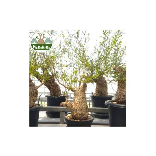 ふるさと納税 雑貨・日用品 苗木 千葉県 袖ケ浦市 オペルクリカリア・パキプス「塊根植物の王様」(発根管理済) Z13|観葉植物 コーデックス 盆栽 鉢植え イン…