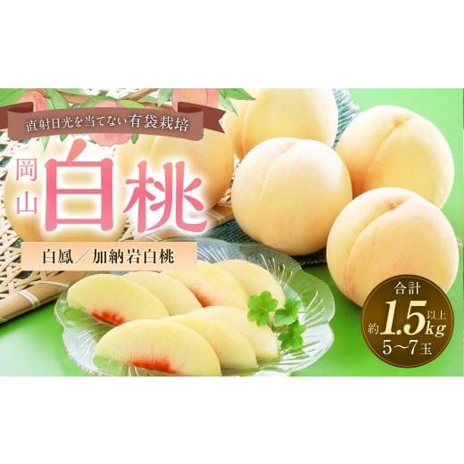 ふるさと納税 もも 岡山県 奈義町 桃 2026年 先行予約 岡山 白桃 (品種:白鳳 / 加納岩白桃) 5〜7玉 合計1.5kg以上 2026年7月上旬〜7月下旬 発送予定 もも …