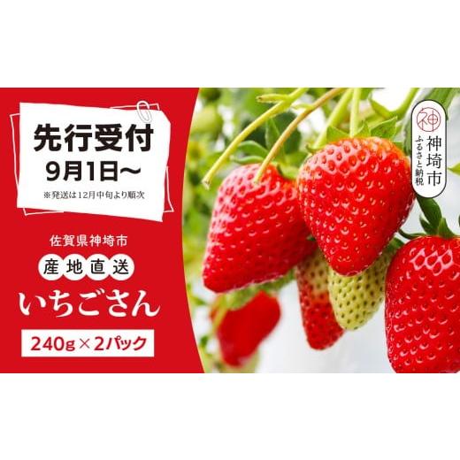 ふるさと納税 いちご 佐賀県 神埼市 先行受付 令和7年12月中旬より発送 農家直送 いちごさん240g×2パック 佐賀県産 国産 人気 いちご おいしい スイーツ 果…