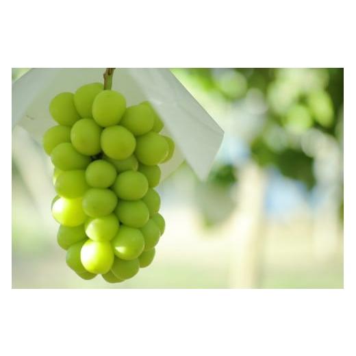 ふるさと納税 ぶどう マスカット 山梨県 南アルプス市 2026年発送先行予約 シーズン中2回お届け定期便 頬張る幸福感 〜 緑の宝石・シャインマスカット 〜 1…