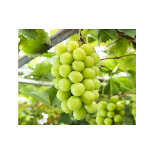 ふるさと納税 ぶどう マスカット 岡山県 美咲町 シャインマスカット 晴王 4房(1房480g以上) 2026年8月下旬〜10月下旬まで発送予定 / マスカット 葡萄 ぶど…