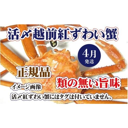 ふるさと納税 カニ ずわいガニ 福井県 越前町 活〆越前 紅ずわいがに × 1杯 旨味満載 浜茹で 紅ズワイガニ 紅ずわい蟹 かに カニ 蟹 姿 ボイル 冷蔵 福井県 4…