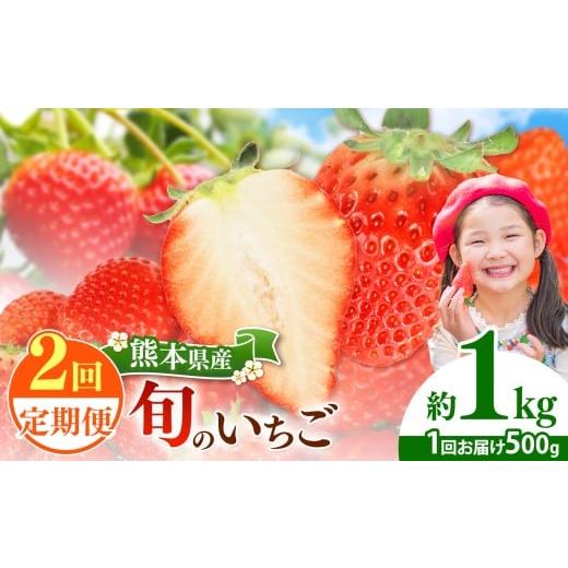 ふるさと納税 いちご 熊本県 玉名市 定期便2回 旬のいちご 約500g| 果物 くだもの フルーツ いちご 苺 イチゴ 定期便 熊本県 玉名市 定期便2回 約500g | 寄…