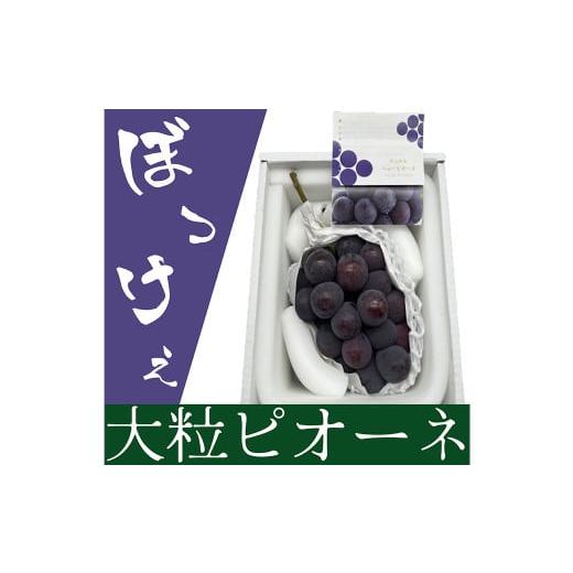 ふるさと納税 果物類 ぶどう 岡山県 美咲町 ぼっけえ大粒 ニューピオーネ 1房 (800g以上) 化粧箱入り 2026年9月上旬〜10月上旬迄発送予定/ 葡萄 ぶどう 果…