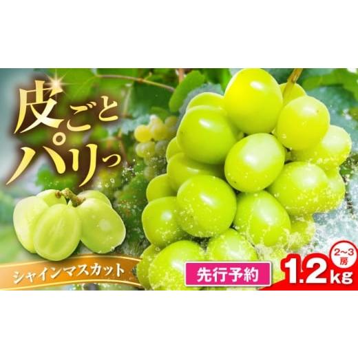 ふるさと納税 ぶどう マスカット 福岡県 豊前市 先行予約 新鮮シャインマスカット 1.2kg (2〜3房)[豊前] トヨマエフルーツ