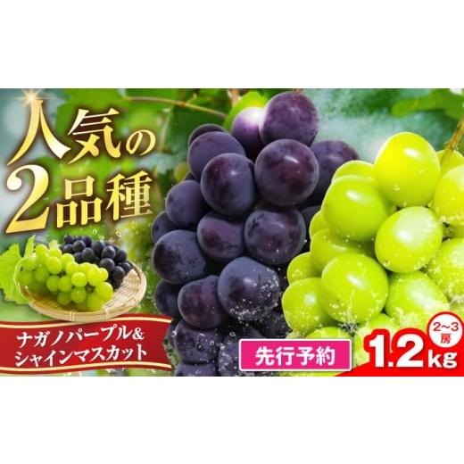 ふるさと納税 ぶどう マスカット 福岡県 豊前市 先行予約 新鮮ナガノパープル&シャインマスカット1.2kg (2〜3房)[豊前] トヨマエフルーツ