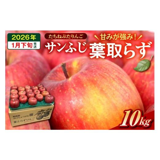 ふるさと納税 りんご 青森県 五所川原市 2026年1月下旬 たちねぷたりんご 約10kg 青森県産 葉取らず サンふじ りんご
