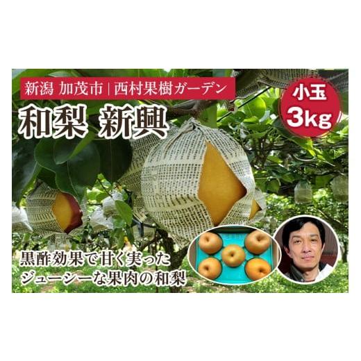 ふるさと納税 梨 新潟県 加茂市 2025年 西村の黒酢ミネラル栽培「新興」(小玉)3kg(7〜10玉)[11月上旬〜順次発送] 和梨 なし ナシ 日本梨 しんこう フル…