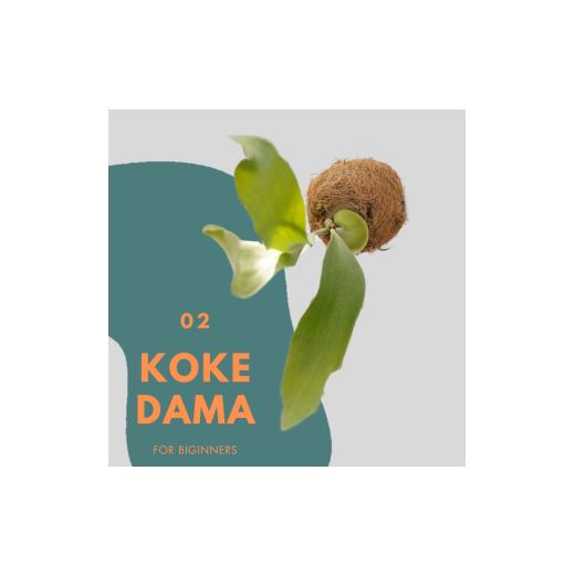 ふるさと納税 雑貨・日用品 花 兵庫県 三木市 ビカクシダ(コウモリラン)苔玉 ネザーランド