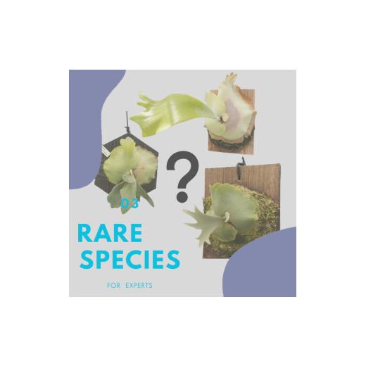 ふるさと納税 雑貨・日用品 花 兵庫県 三木市 レア品種 ビカクシダ板付(ランダムセレクト)