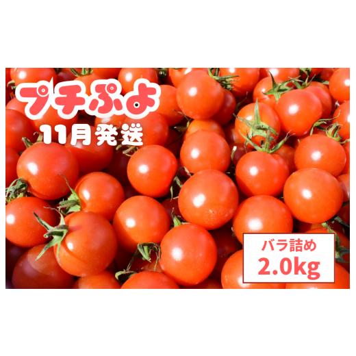 ふるさと納税 トマト ミニトマト 茨城県 鉾田市 ミニトマト(プチぷよ) バラ詰め2.0kg 11月発送 11月発送 プチぷよ バラ詰め / 2kg