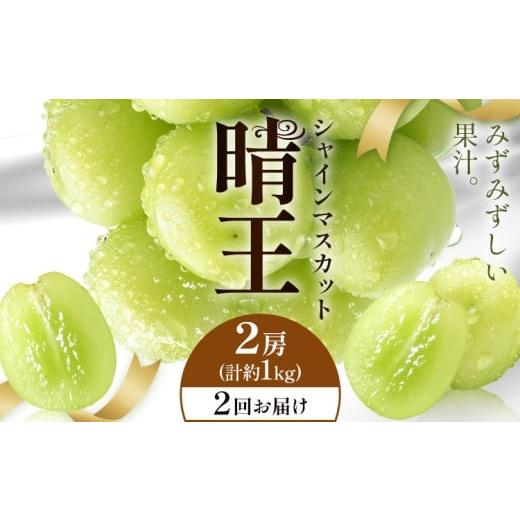 ふるさと納税 ぶどう マスカット 岡山県 浅口市 2026年発送先行予約 シャインマスカット 晴王 2回お届け 2房(合計約1kg) シャイン マスカット[2026年9月中旬…