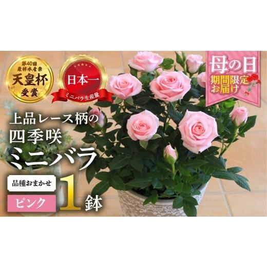 ふるさと納税 雑貨・日用品 花 岐阜県 本巣市 母の日 ミニバラ ピンク 鉢植え レース柄 産地直送 品種おまかせ のため 訳あり 5月7日〜10日 お届け 四季咲き …