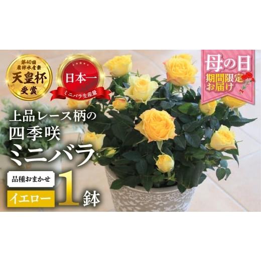 ふるさと納税 雑貨・日用品 花 岐阜県 本巣市 母の日 ミニバラ イエロー 鉢植え レース柄 産地直送 品種おまかせ のため 訳あり 5月7日〜10日 お届け 四季咲…