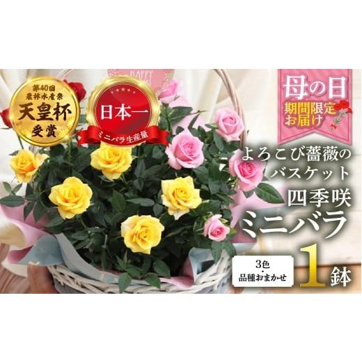 ふるさと納税 雑貨・日用品 花 岐阜県 本巣市 母の日 ミニバラ バスケット よろこび 産地直送 花色 品種おまかせ のため 訳あり 5月7日〜10日 お届け 四季咲…