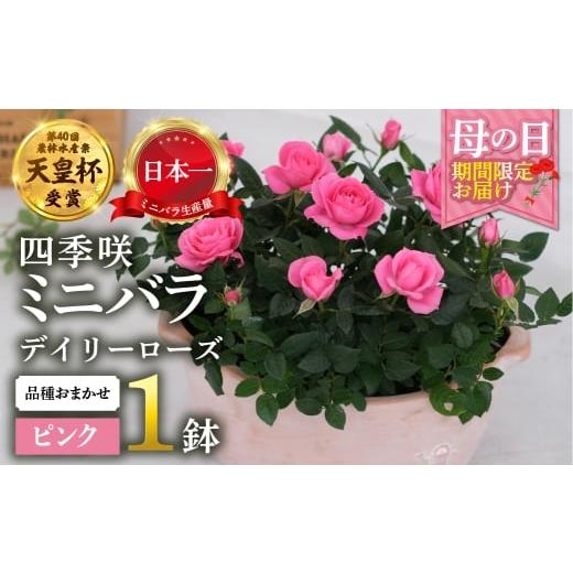ふるさと納税 雑貨・日用品 花 岐阜県 本巣市 母の日 ミニバラ ピンク 鉢植え デイリーローズ 産地直送 品種おまかせ のため 訳あり 5月7日〜10日 お届け 四…
