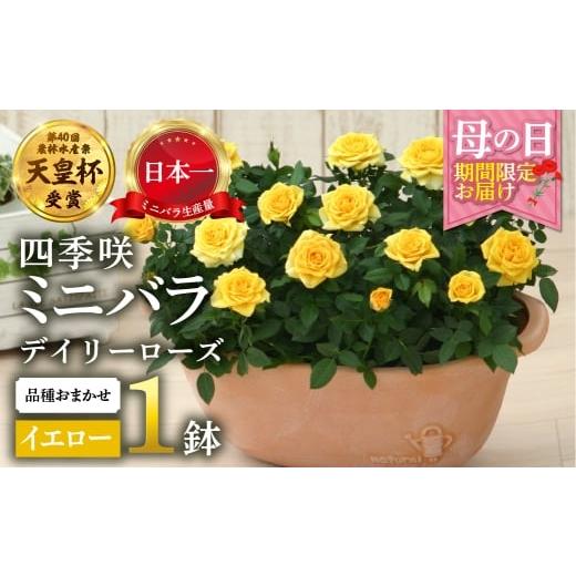 ふるさと納税 雑貨・日用品 花 岐阜県 本巣市 母の日 ミニバラ イエロー 鉢植え デイリーローズ 産地直送 品種おまかせ のため 訳あり 5月7日〜10日 お届け …