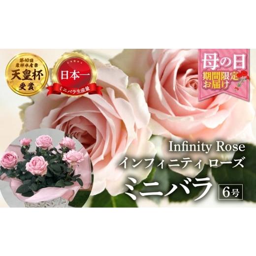 ふるさと納税 雑貨・日用品 花 岐阜県 本巣市 母の日 ミニバラ 花鉢 6号 プリンセス・オブ・インフィニティ 産地直送 5月7日〜10日 お届け 四季咲き 花 ガー…