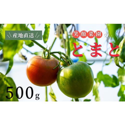 ふるさと納税 野菜類 トマト 北海道 美瑛町 旨みと甘味が人気 笑顔菜園ひらまつの大玉トマト(トマト) 500g(60サイズ) | 新鮮野菜 旬の野菜 ヘルシー 健康 …