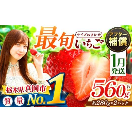 ふるさと納税 いちご 栃木県 真岡市 1月発送 大人気 最旬とちあいか 約560g 2パック いちご| 1月 2月 3月 おいしい 取り寄せ プレゼント | 生産量 日本一 果…