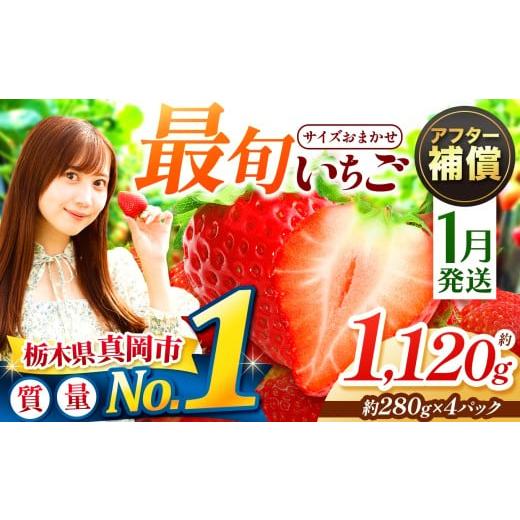 ふるさと納税 いちご 栃木県 真岡市 1月発送 大人気 最旬とちあいか 約1120g 4パック いちご | 1月 2月 3月 おいしい 取り寄せ プレゼント | 生産量 日本一 …