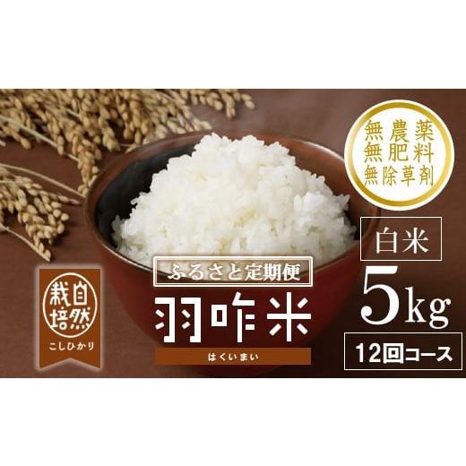 ふるさと納税 米 コシヒカリ 石川県 羽咋市 定期便 数量限定 令和7年産 5kg × 12回 計 60kg 白米 コシヒカリ 羽咋米 自然栽培米 精米 羽咋 米 能登 こしひか…