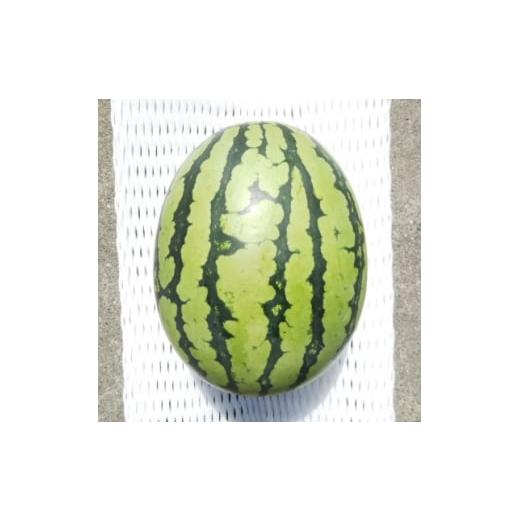 ふるさと納税 スイカ 静岡県 磐田市 先行受付/2026年8月上旬より発送 1玉 夏を思いっきり楽しむ シャリ感抜群 スイカ ぷちっと 1685557