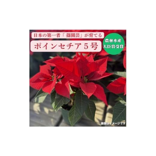 ふるさと納税 花・苗木 盆栽 埼玉県 入間市 日本の第一人者が育てるポインセチア5号 1672702