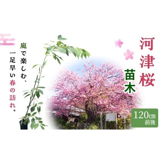 ふるさと納税 花・苗木 静岡県 河津町 苗 河津桜 苗木 120cm前後 桜 花 植物 カンヒザクラ ハヤザキシマサクラ 河津川 ピンク 河津町 静岡県  