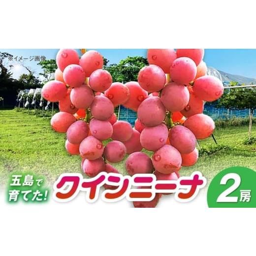 ふるさと納税 ぶどう 長崎県 五島市 クイーンニーナ 2房 五島市/HPIファーム