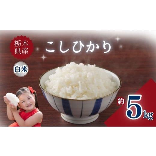 ふるさと納税 米 コシヒカリ 栃木県 矢板市 栃木県産こしひかり 5kg | お米 米 こめ ご飯 美味しい ふるさと 栃木県 矢板市 栃木県共通返礼品 ブランド米 単品…