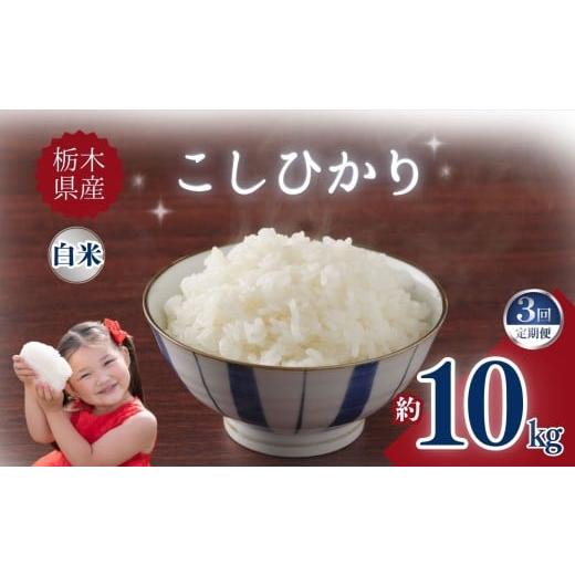 ふるさと納税 米 コシヒカリ 栃木県 矢板市 定期便3回 栃木県産こしひかり 10kg | お米 米 こめ ご飯 美味しい ふるさと 栃木県 矢板市 栃木県共通返礼品 ブ…