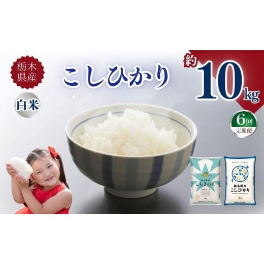 ふるさと納税 米 コシヒカリ 栃木県 矢板市 定期便6回 栃木県産