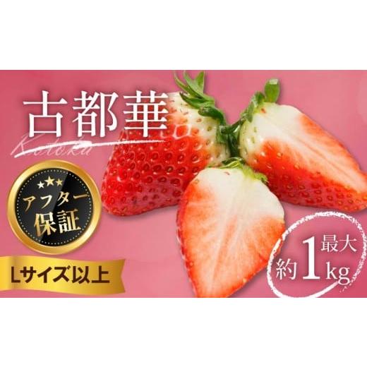 ふるさと納税 セット・詰合せ 奈良県 奈良市 いちご 古都華 500g 250g×2パック Lサイズ以上 250g 2026年 1月発送 小分け パック フルーツ 果物 スイーツ 甘い…
