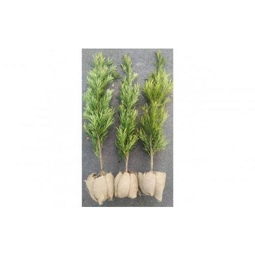 ふるさと納税 雑貨・日用品 苗木 三重県 鈴鹿市 ラカンマキ 3本セット