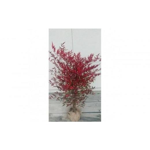 ふるさと納税 雑貨・日用品 苗木 三重県 鈴鹿市 紅葉が美しい 縁起木 南天 取扱説明書付き