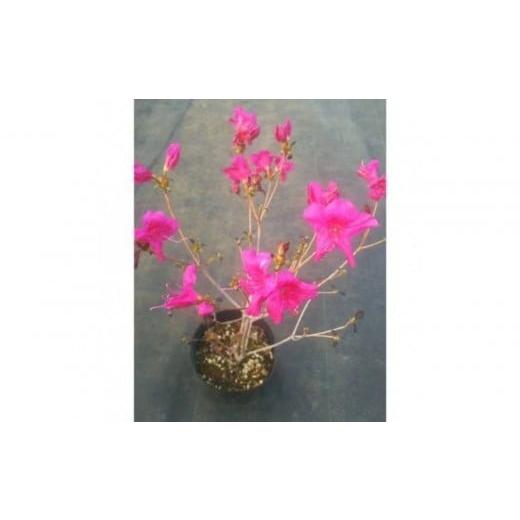 ふるさと納税 雑貨・日用品 苗木 三重県 鈴鹿市 四季咲きミツバツツジ(元の助)