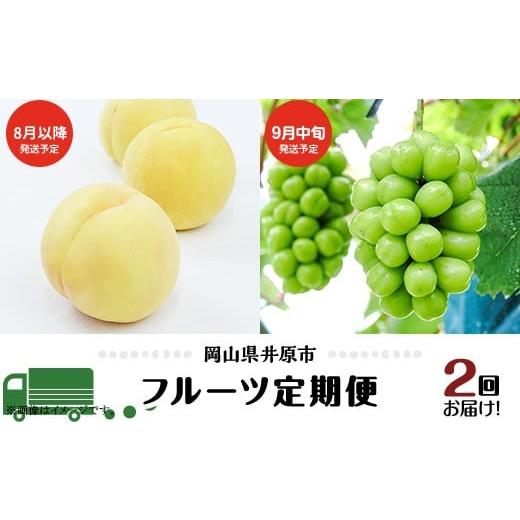 ふるさと納税 もも 岡山県 井原市 フルーツ 定期便 年2回 2026年 先行予約 岡山 晴王 シャインマスカット 白桃 晩生種 旬 果物 岡山県産 ぶどう もも 定期便
