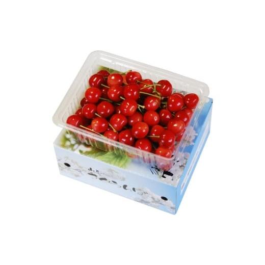 ふるさと納税 果物類 さくらんぼ 山形県 天童市 08-02-036 さくらんぼ(品種おまかせ)500g