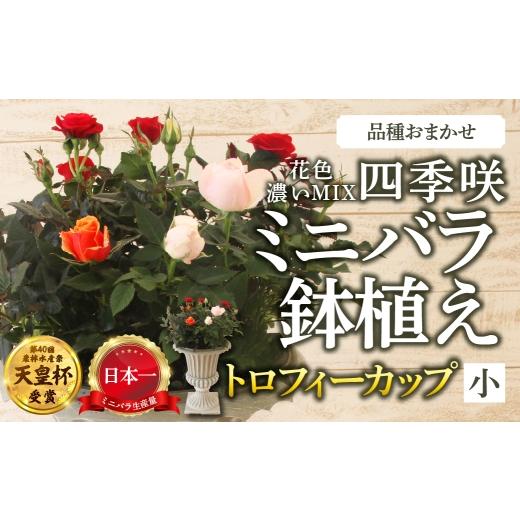 ふるさと納税 雑貨・日用品 花 岐阜県 本巣市 産地直送 ミニバラ トロフィーカップ(小) くっきり(濃いMIX) 11月〜4月 お届け 品種 おまかせ のため 訳あり…