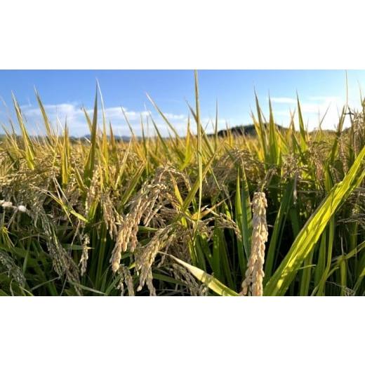 ふるさと納税 米 兵庫県 南あわじ市 令和7年産 淡路島産きぬむすめ