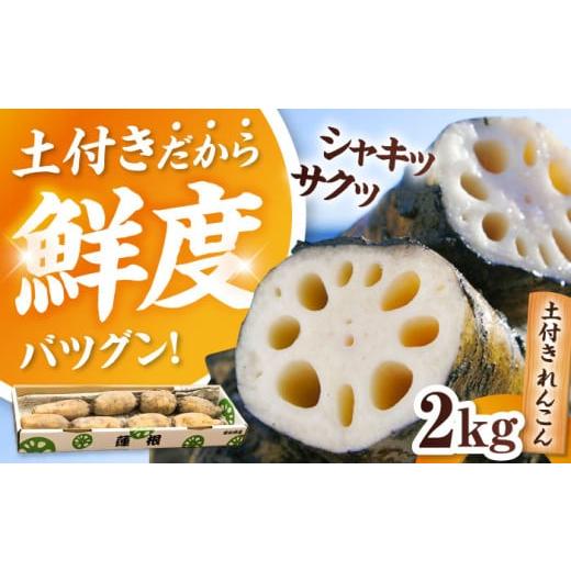 ふるさと納税 人参・大根・他根菜 愛知県 愛西市 2kg れんこん 2kg 土付き蓮根 れんこん レンコン 愛知県産 野菜 産地直送 愛西市 / 清水食品 AEAJ001 2kg