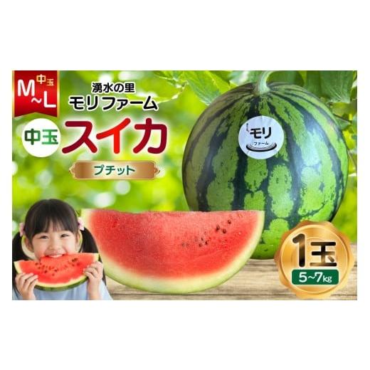 ふるさと納税 スイカ 長崎県 島原市 AJ459 令和8年度出荷分 湧水の里 モリファーム 中玉スイカ プチット M〜L 5〜7kg 1玉 先行予約 数量限定 中玉 スイカ 西瓜…