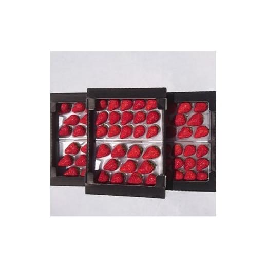 ふるさと納税 いちご 静岡県 掛川市 2026年発送 静岡県産いちご「紅ほっぺ+すずの薫り」6パック 約1.6kg(約270g×6) 1127879