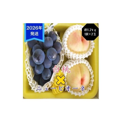ふるさと納税 もも 岡山県 玉野市 2026年先行受付 白桃 ニューピオーネ 約1.2kg セット 桃 2玉 ぶどう 1房 岡山県産 御中元 ギフト 御礼 プレゼント 御礼 御…