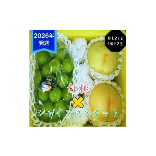 ふるさと納税 もも 岡山県 玉野市 2026年先行受付 白桃 シャインマスカット 晴王 約1.2kg セット 桃 2玉 ぶどう 1房 岡山県産 御中元 ギフト 御礼 プレゼント…
